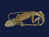 藏品(黃口攀蜥)的圖片